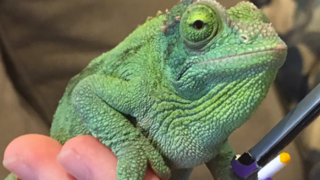 Image of Olive the Chameleon