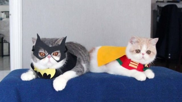 cat Halloween costumes