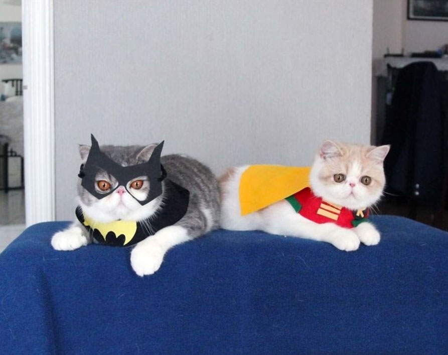 cats in cute costumes