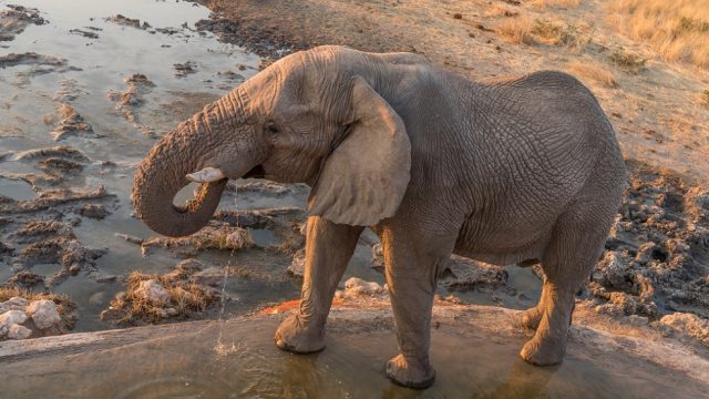 african-elephant