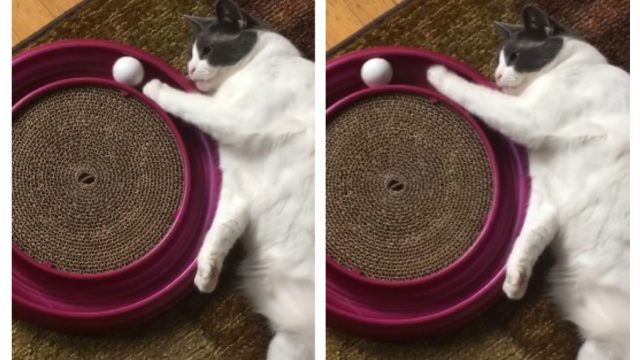 lazy-cat-playing-ball