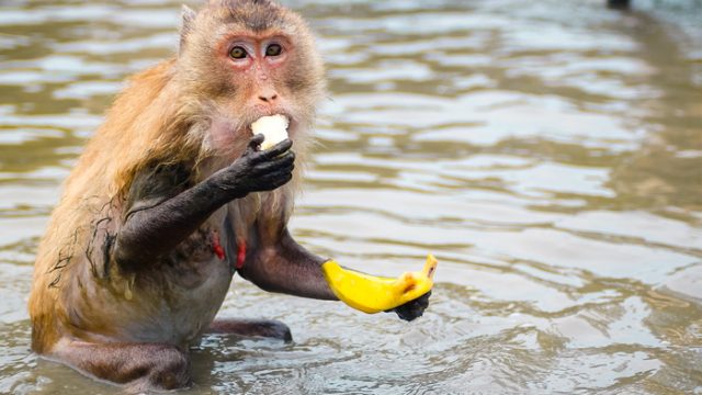 Portrait Of Monkey Eating Banana In River
