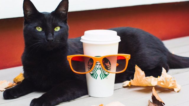 A black cat with a Starbucks pumpkin spice latte