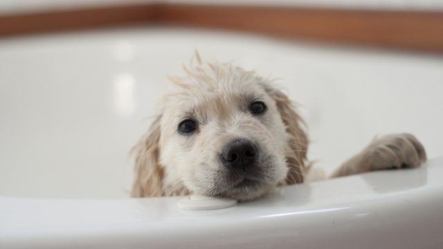 dog-hair-dye