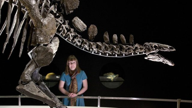 A member of staff poses next to the world's most complete Stegosaurus skeleton at the Natural History Museum in London on December 3, 2014. The fossil is 560cm long and 290cm tall and is made up of over 300 bones. AFP PHOTO / JUSTIN TALLIS (Photo credit should read JUSTIN TALLIS/AFP/Getty Images)