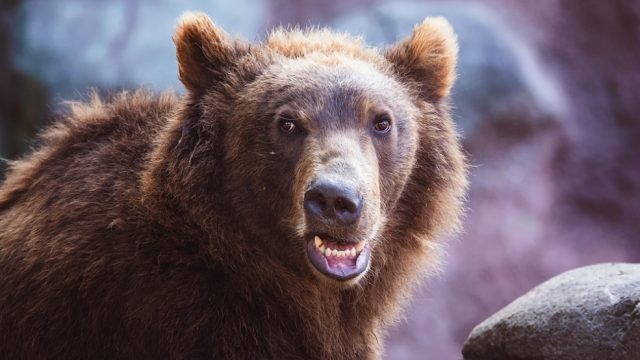 bear-motorcycle