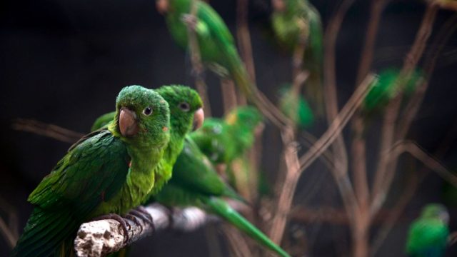 birds