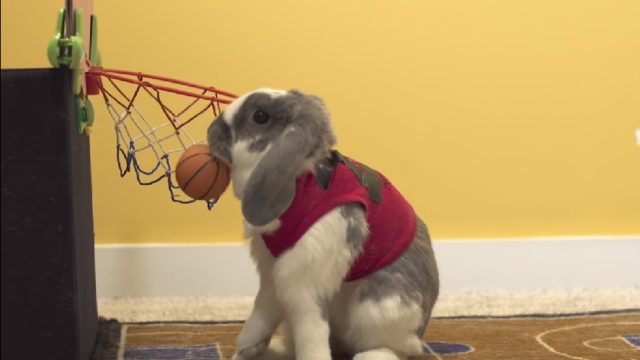 bini-bunny