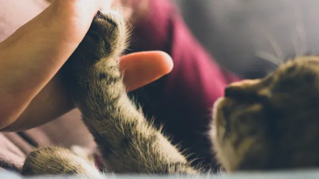 cat1