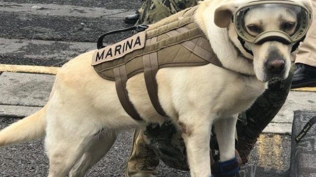 Frida rescue dog