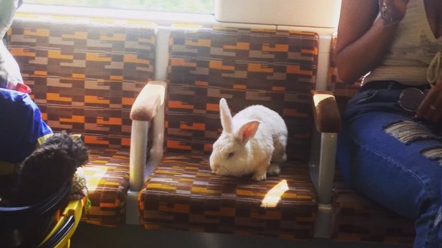 bunny on bus in London