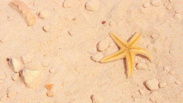 Starfish