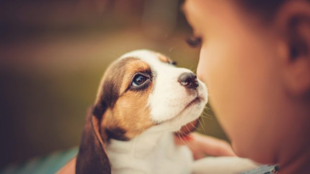 adopt a shelter dog