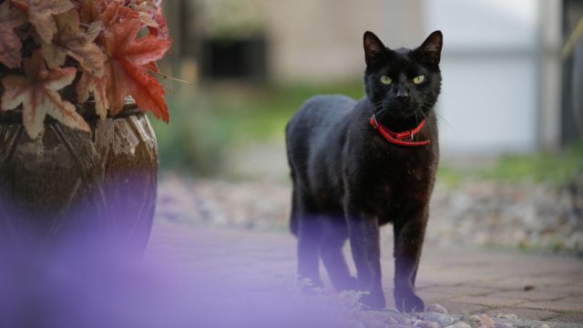 black-cat-wearing-red-collar