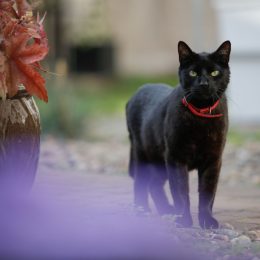 black-cat-wearing-red-collar