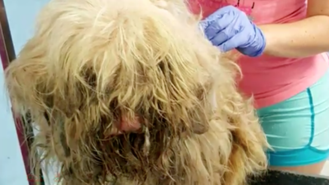 Image of Kari Falla grooming Lucky