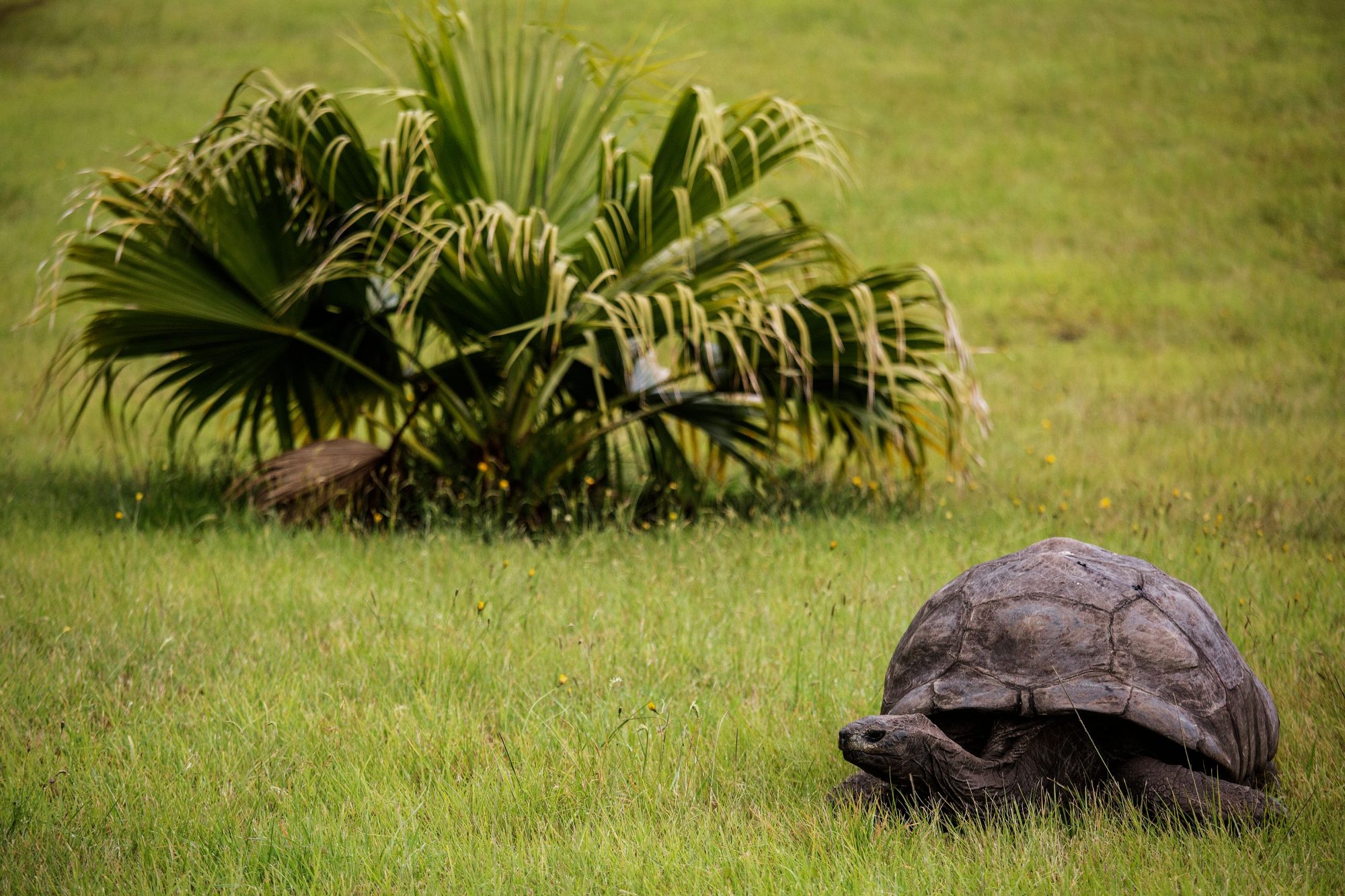 This gay tortoise is the oldest living land animal on earth -  HelloGigglesHelloGiggles