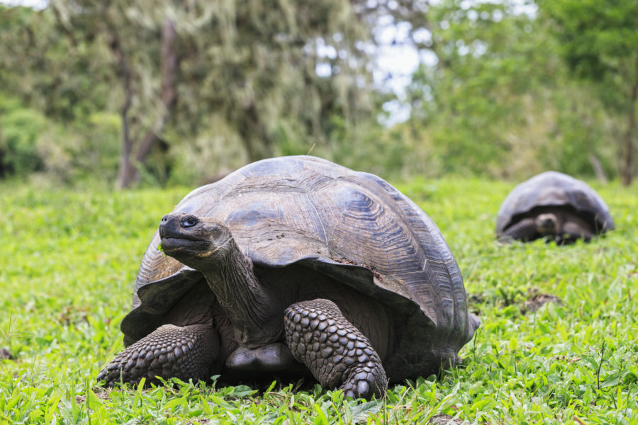 This gay tortoise is the oldest living land animal on earth - HelloGigglesHelloGiggles This gay tortoise is the oldest living land animal on earth - HelloGigglesHelloGiggles
