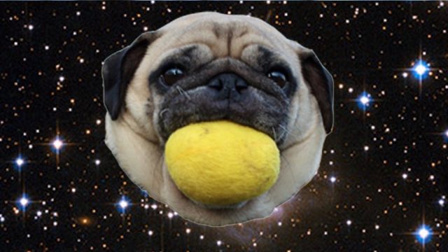 space pug weinstein
