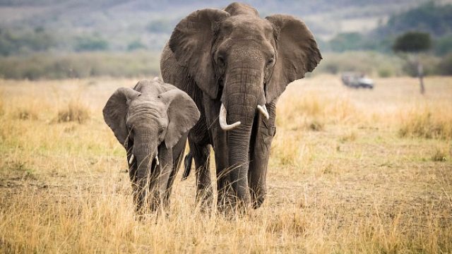 African elephants