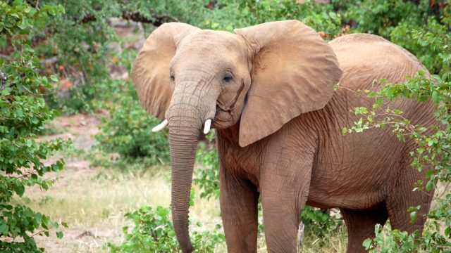 Reminder: Poaching elephants is still incredibly bad -  HelloGigglesHelloGiggles