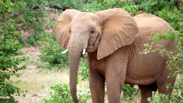 Reminder: Poaching elephants is still incredibly bad - HelloGigglesHelloGiggles Reminder: Poaching elephants is still incredibly bad - HelloGigglesHelloGiggles