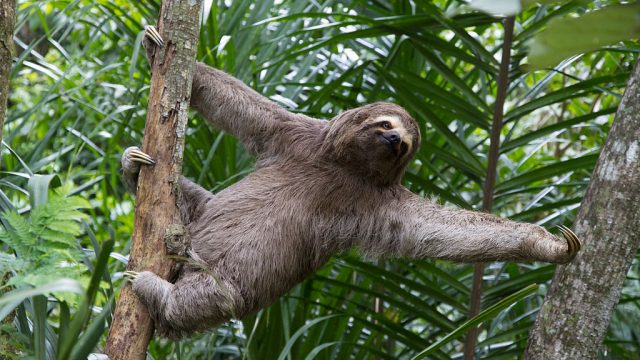 Picture of Sloth Habitat