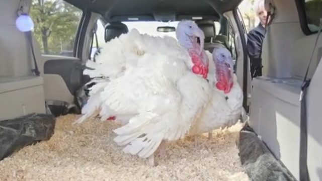 turkeys