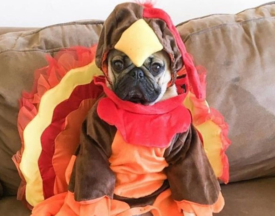 dog dressed as turkey