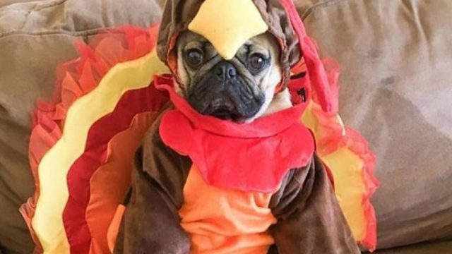 thanksgiving images dog turkey costume