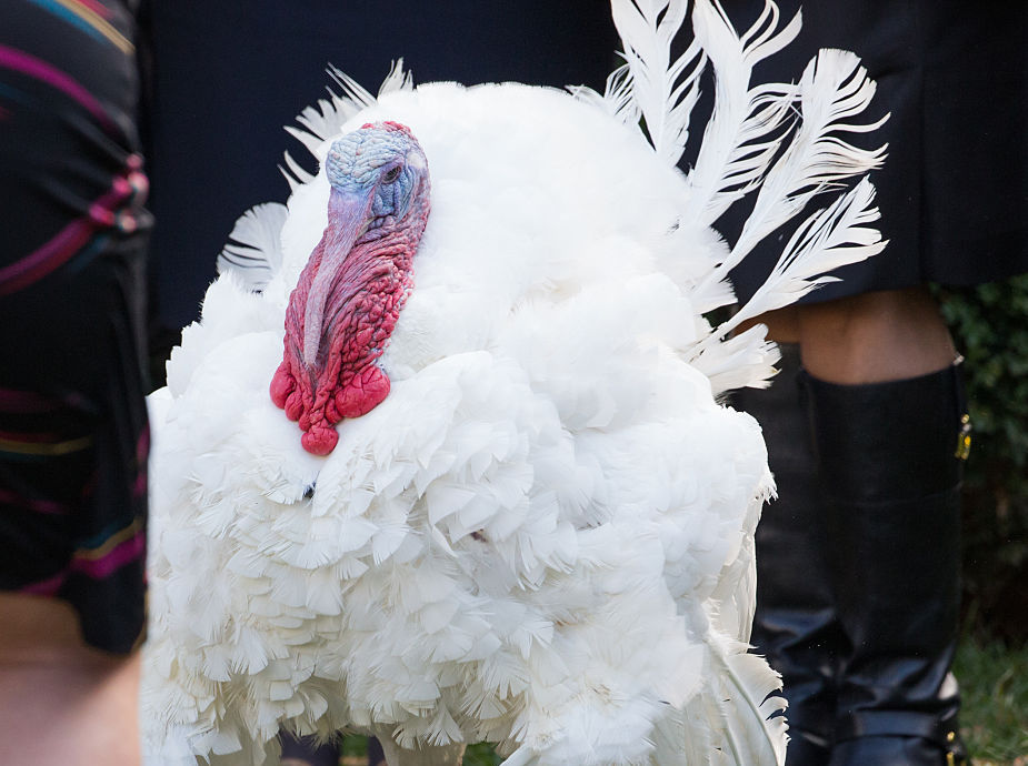 Thanksgiving Facts: The Random Stuff You Want To Know