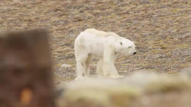 A starving polar bear caught on camera