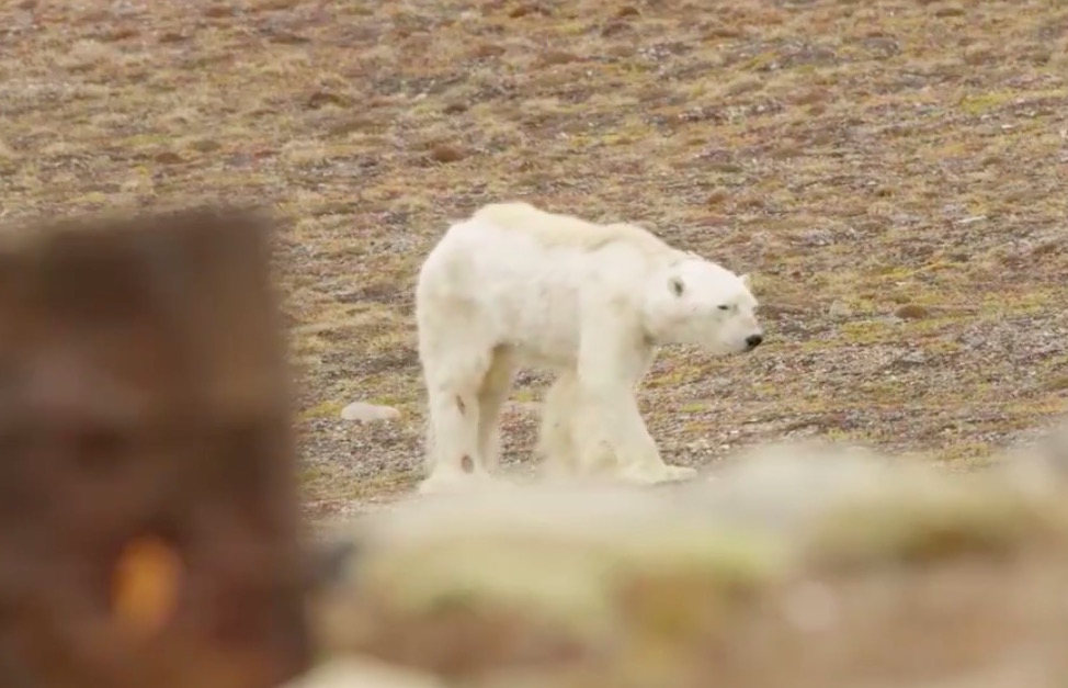 This starving polar bear gives a terrifying glimpse of what climate ...