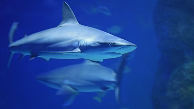 shark-dragging-animal-cruelty