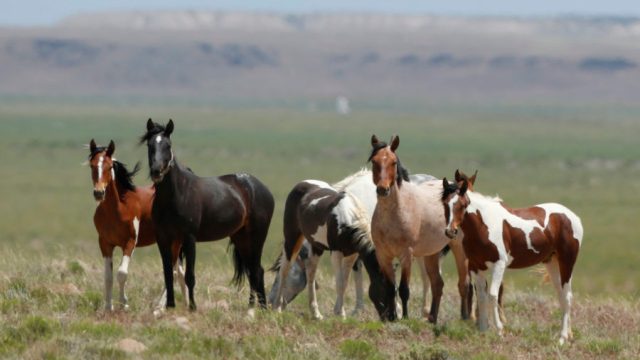 wild horses