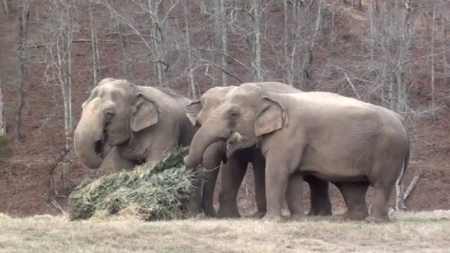 elephants-eating-recycled-christmas-trees