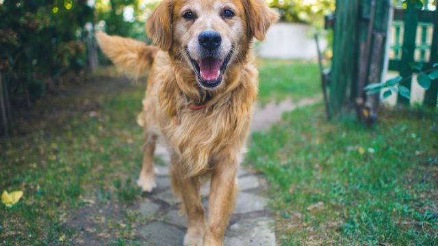 merriam-webster-tweets-about-doggos
