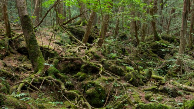 Suicide Forest