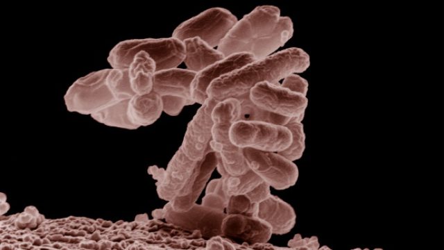 E. coli outbreak in U.S. could be caused by romaine lettuce