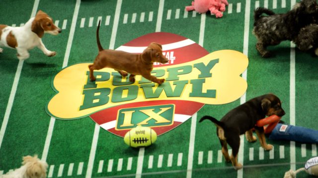 Puppy Bowl Dog Bowl