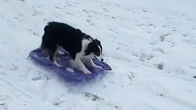 These Dogs Love Taking a Ride Down Their Slide
