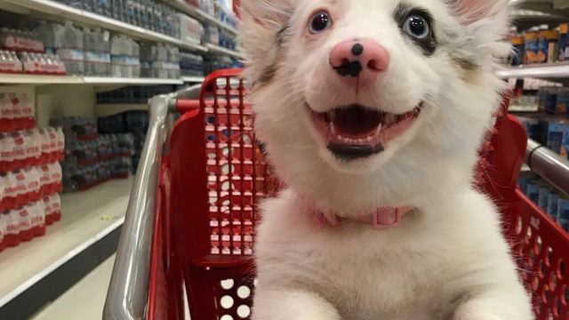 Picture of Zira Puppy Target