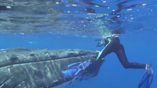 whale saves diver from shark