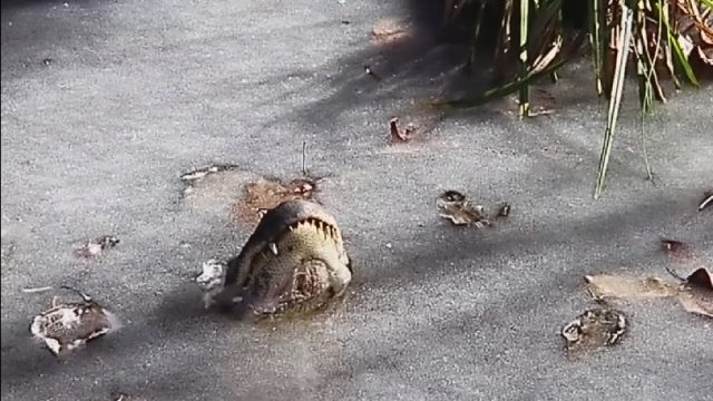 frozen-alligator-in-north-carolina