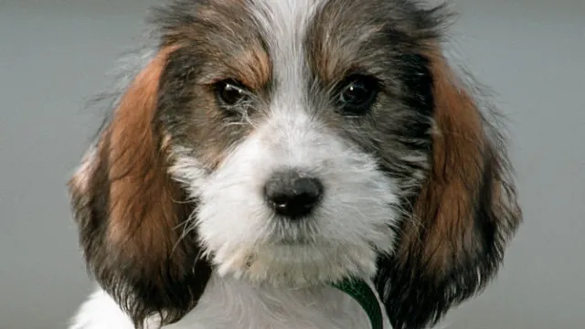 Cute Grand Basset Griffon Vendeen pup
