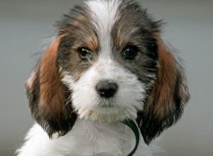 Cute Grand Basset Griffon Vendeen pup