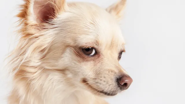 Chihuahua in front of a white background