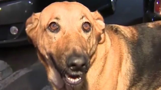 dog-stolen-from-car