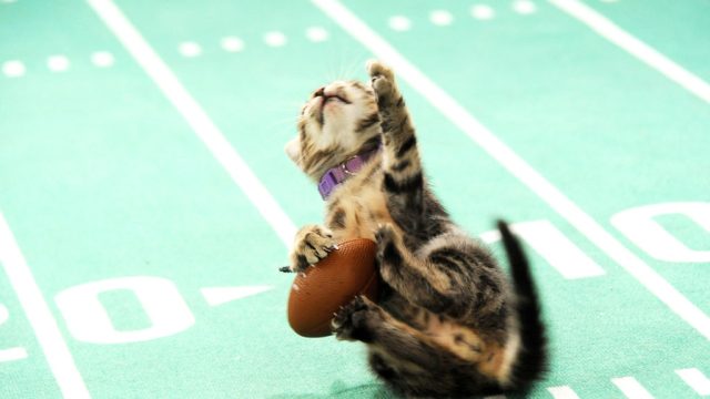 Picture of How to Watch the Kitten Bowl