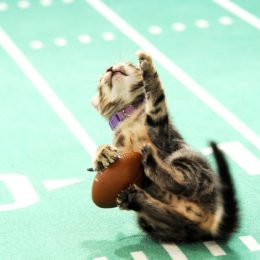 Picture of How to Watch the Kitten Bowl